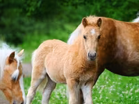 Horses (batch, sex not specified), Shetland Pony — photo 2