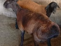 Carnero, Hissar sheep — foto 4