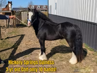 حصان, Gypsy horse — الصورة 4