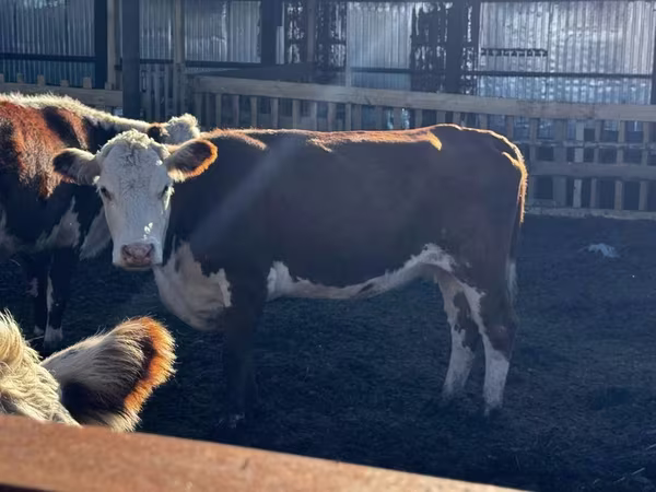 Vaca, Cabeza Blanca Ucraniana