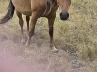 Yegua, Kazakh horse — foto 3