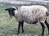 Ovejas (lote, sexo no especificado), Romanov sheep — foto 2