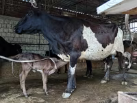 بقرة, Russian Black pied cattle — الصورة 2
