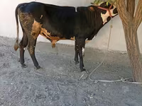 Bulle, Russian Black pied cattle — Foto 3