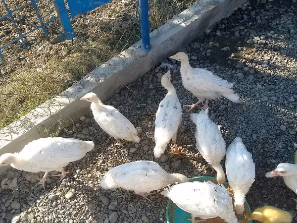 Утки