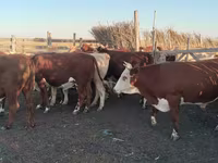 Bulle, Simmental cattle — Foto 2