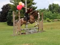 Конь, Лошади пинто — фото 1