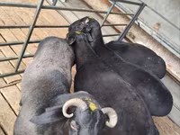 Carnero, Ovejas — foto 4
