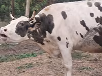 بقرة, Russian Black pied cattle — الصورة 5