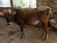 母牛, Azerbaijani zebu — 照片 1