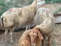 Sheep, Apsheron sheep — photo 4