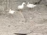 German Pekin — photo 7