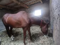 Caballo, Akhal-Teke — foto 6