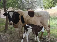 Cow, Simmental cattle — photo 2