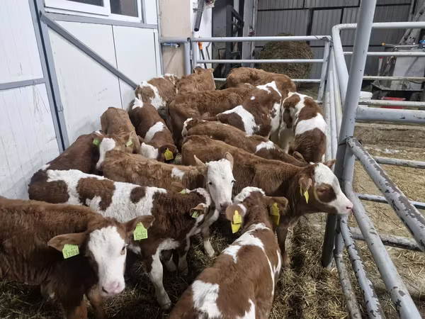 أبقار (دفعة، الجنس غير محدد), Simmental cattle
