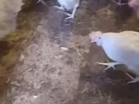Leghorn — Foto 4