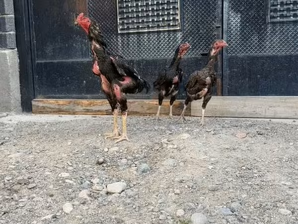 Аям чемани