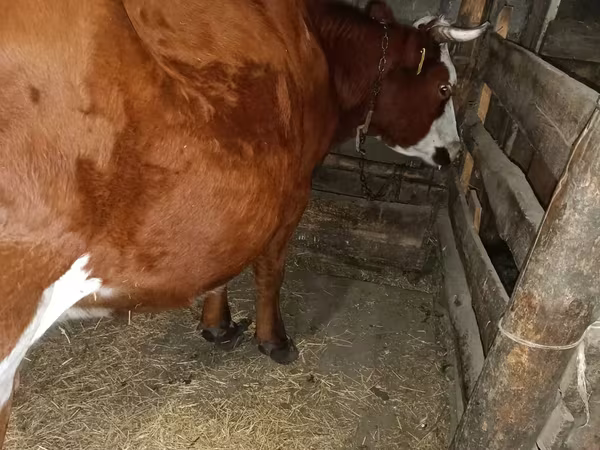 بقرة, Simmental cattle