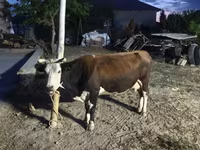بقرة, Latvian Blue cattle — الصورة 1