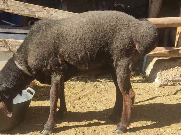 मेढ़ा, Blackheaded Persian sheep