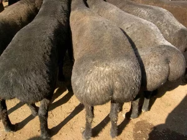 मेढ़ा, भेड़