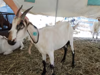 Cabra, Saanen goat — foto 4
