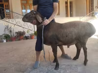 Carnero, Hissar sheep — foto 3