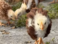 Rhode Island Red — photo 4