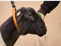 Widder, Dorper sheep — Foto 2
