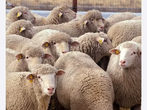 Schafe (Partie, Geschlecht nicht angegeben), Schafe