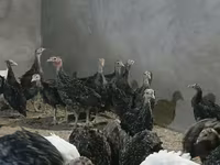 Guinea fowl — photo 2