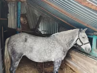 母马, Ukrainian Riding Horse — 照片 1