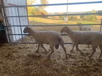 Ram, Charollais sheep — photo 1