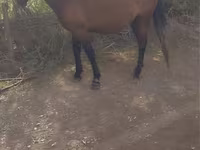 Caballo, Russian Don — foto 4