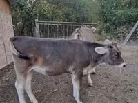 सांड, बाज़ादेज — फ़ोटो 3