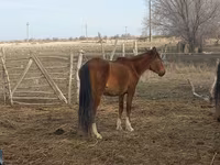 Stute, Kazakh horse — Foto 1