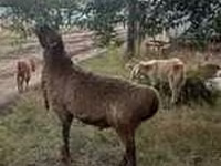 Widder, Schafe — Foto 4
