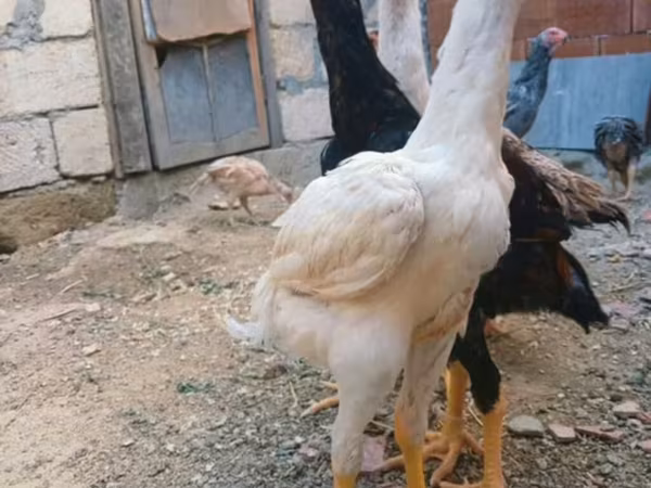 Chickens