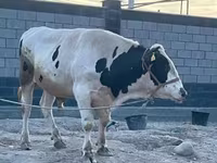 Toro, Raza Holstein — foto 1