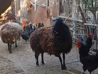 Schaf, Karabakh sheep — Foto 3