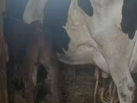 Vaca, Raza Holstein — foto 1