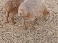 绵羊（批次，未指定性别）, Sheep — 照片 3
