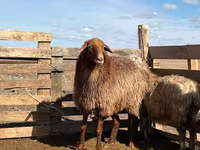 Овца, Казахская курдючная грубошёрстная овца — фото 1