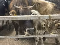 母牛, Ukrainian Brown Dairy Cattle — 照片 2