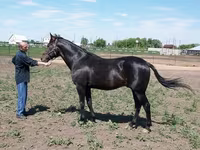 حصان, Standardbred — الصورة 4