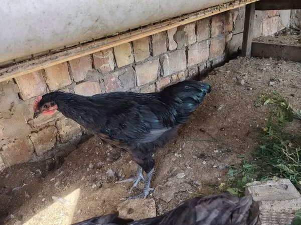 Джерсийский гигант