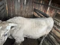 Bulle, Simmental cattle — Foto 3