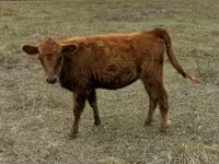 Vaca, Ganado vacuno — foto 1