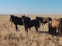 Caballo, Mugalzhar horse — foto 7