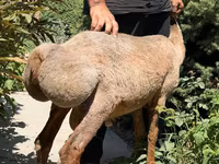 Schaf, Jaidara sheep — Foto 4